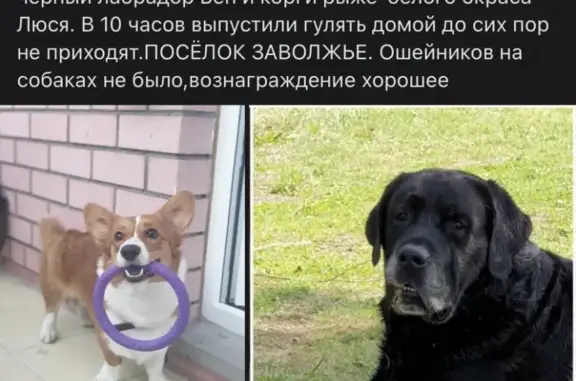 Пропали 2 собаки в Заволжье, Ярославская область