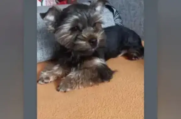 Потерянные животные Калининград, фото: Пропал йоркширский терьер на Большой Окружной, Калининград.