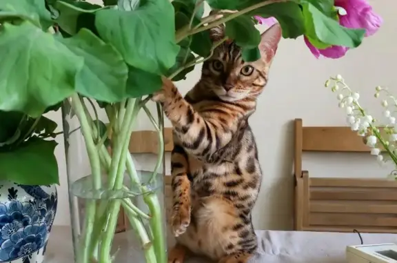 Кошки потеряшки, Тольятти, фото: Потеряшка кот Хорс, бенгальской породы, вознаграждение 5 тыс. 59, Подстёпки.