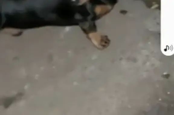 Найдена собака Такса в Электроуглях