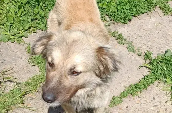 Найдена собака, Ростов-на-Дону, фото: Найдена палевая собака на ул. КИМа, 9, Ростов-на-Дону