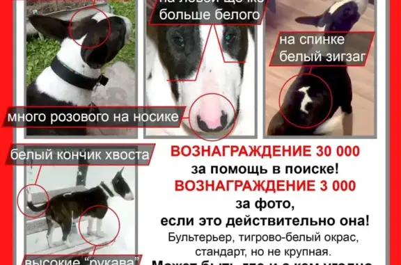 Пропала собака Лора в Ясенево, Москва