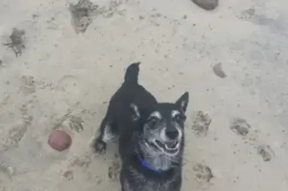 Потерянные животные Калининград, фото: Пропала собака на улице Глинки, 7