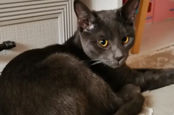 Кошки потеряшки, Москва, фото: Пропавший кот в деревне Яковлевское, Орехово-Зуевский городской округ