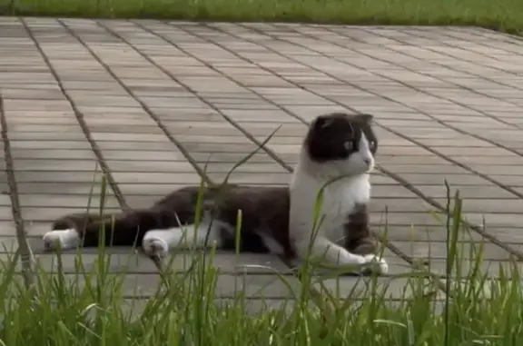 Кошки потеряшки, Армавир, фото: Потеряшка кошка Сёма в детской деревне «Виктория», Армавир