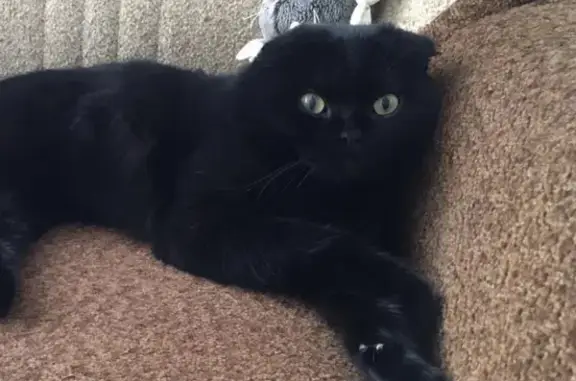 Кошки потеряшки, Моршанск, фото: Потеряшка кошка на улице Первомайской, 16 в Моршанске