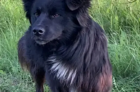 Найден пёс без ошейника в Жилконцах