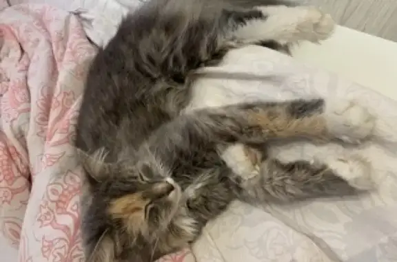 Найдена кошка в Красногорске