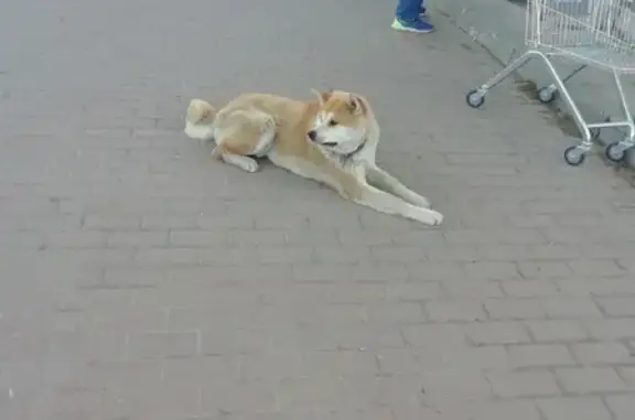 Пропала собака в Яхроме, бегает возле магазина Магнит