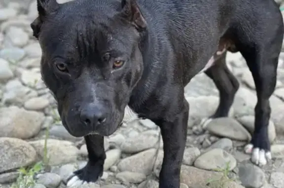Пропала собака в Октябрьском, Краснодарском крае