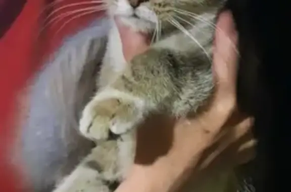 Найдена кошка в Волгограде, белая грудь и зеленые глаза