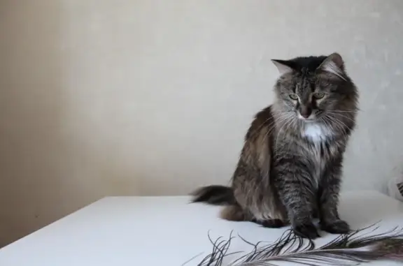 Кошки потеряшки, Уфа, фото: Потеряшка кошка в Сипайлово на ул. Рыльского 24/2