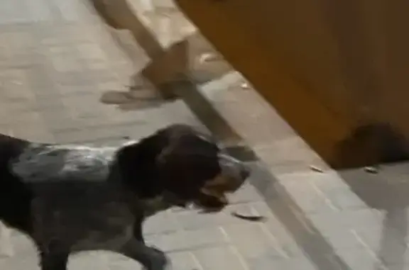 Собака найдена на улице Канунникова, 1А в Волгограде.