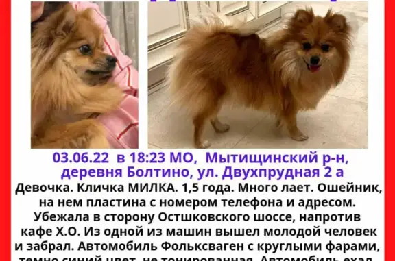 Пропала собака в Болтино, Московская обл. 03.06.22, 18.23.