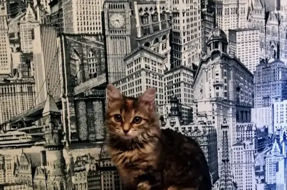 Кошки потеряшки, Тольятти, фото: Потеряшка кошка Соня на ул. Фрунзе, 37