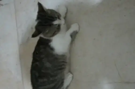Пропала кошка Кот на Бульварной улице, 58