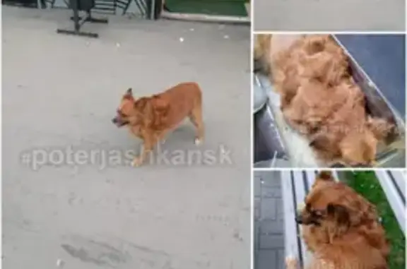 Собака с подпалинами в Новосибирске
