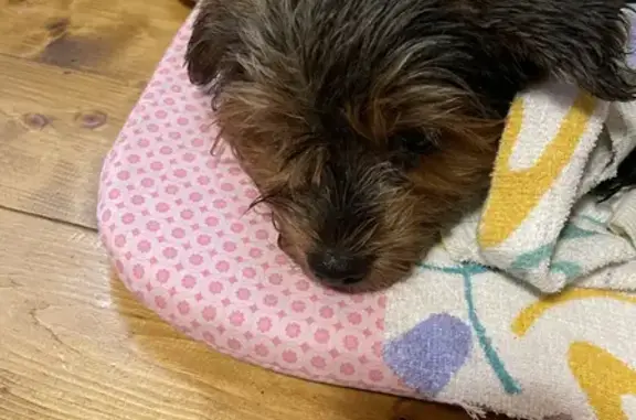 Найдена собака, Левково, фото: Собака найдена в Московской области.