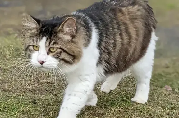 Пропал кот породы курильский бобтейл в Ельдигино, Московская область