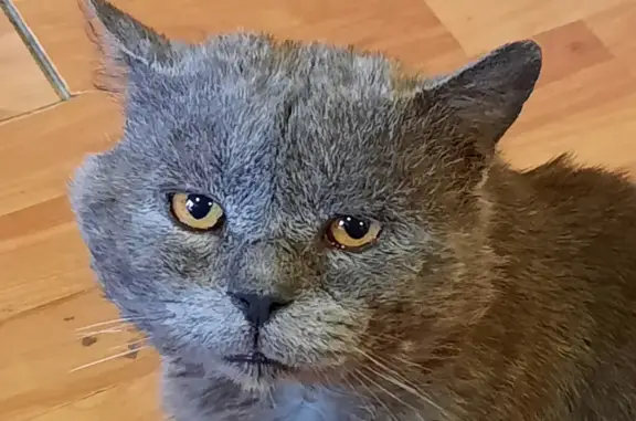 Кошки потеряшки, Москва, фото: Потеряшка Кот, нуждается в уходе: 89773650614