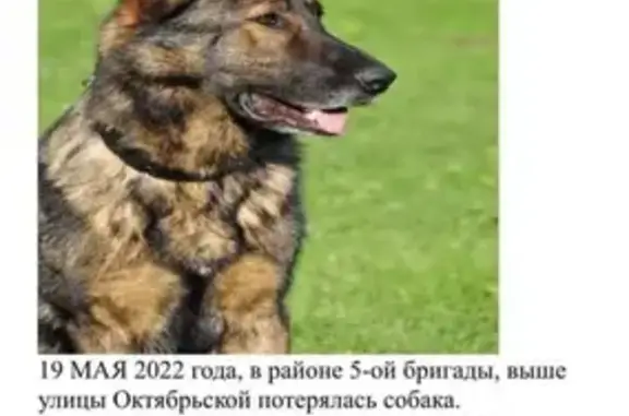 Пропала собака на Октябрьской улице, Мысхако