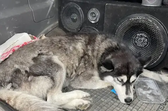 Найдена собака в Надежде P216