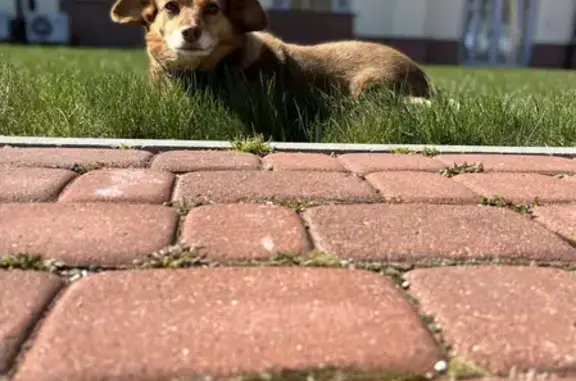 Собаки потеряшки, Калининград, фото: Потеряшка собака на Пионерской улице, Куликово