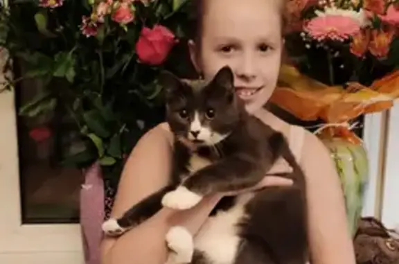 Кошки потеряшки, Санкт-Петербург, фото: Потеряшка серо-белая кошка в Мамонтовке