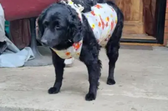 Собака найдена на улице Лихоборские Бугры, 6, Москва