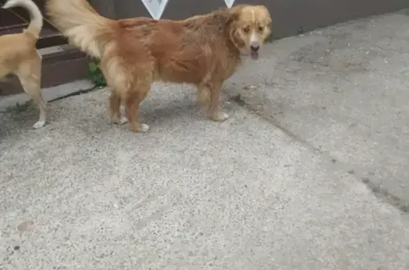 Найдена рыжая собака на ул. Леселидзе, 49 к.1 в Сочи