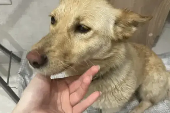 Найдена домашняя собака с мутным глазом на улице Гвоздик, 23