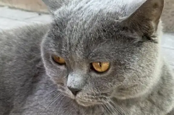 Пропала кошка Британц в Воронежской области
