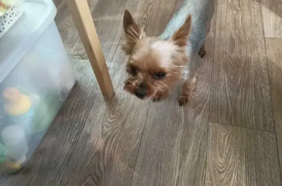 Найдена собака, Санкт-Петербург, фото: Найден кобель Йоркширского терьера на 4-ой аллее, 99