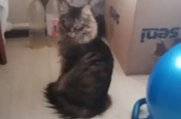 Кошки потеряшки, Ижевск, фото: Потеряшка кошка на Сельской, 3 в Ижевске