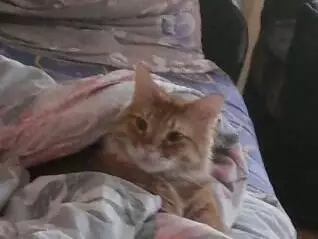 Пропал крупный рыжий кот в СНТ Мичуринец, Волгоградская область