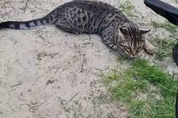 Пропала кошка Симба в Барсово, ХМАО