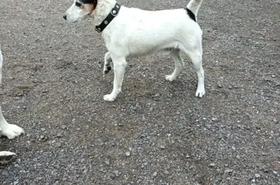 Найдена белая собака на ул. Шоссейная, нужна помощь.