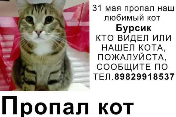 Кошки потеряшки, Ижевск, фото: Потеряшка кошка в Ludorvay, Zavyalovsky District, Udmurtia