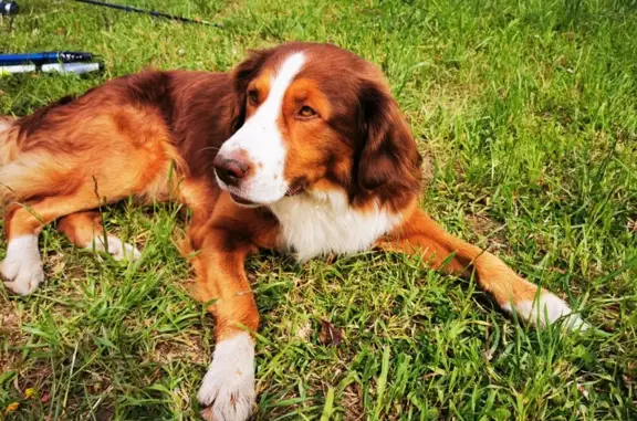 Найдена собака в Нивенском, Калининградская область