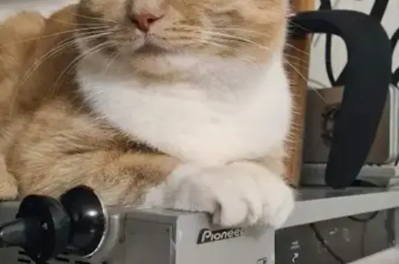 Кошки потеряшки, Ярославль, фото: Потеряшка кот Степан, ул. Калинина 23, Ярославль