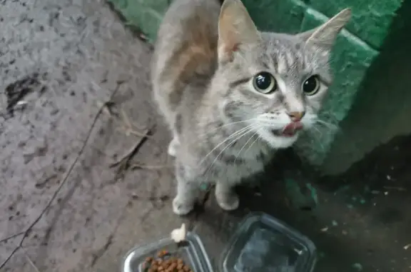 Найдена серо-рыжая кошка на ул. Архитектора Власова, 7