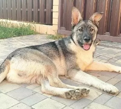 Найдена собака в Краснодаре: Восходная улица, 11