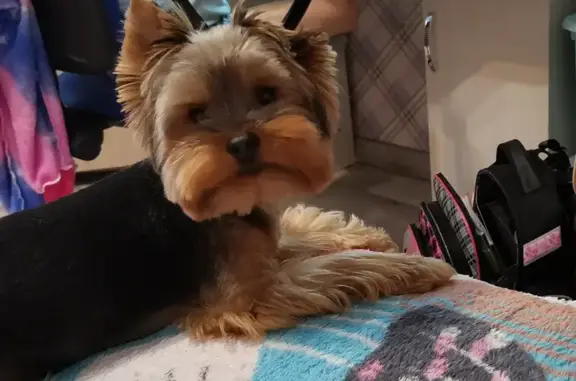 Собаки потеряшки, Савина, фото: Потеряшка собака Йоркширского терьера, кличка Лекс, дер. Савина, Курганская область