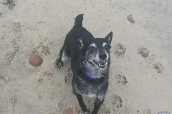 Потерянные животные Калининград, фото: Пропала собака на улице Глинки, 1 в Калининграде