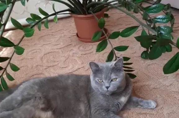 Кошки потеряшки, Старая Станица, фото: Потеряшка кошка Сима на Гвардейской, 138