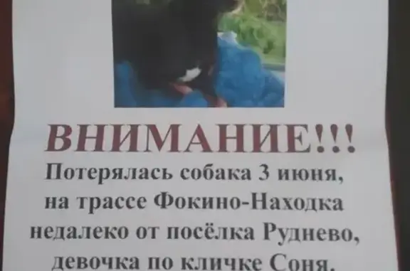 Собаки потеряшки, городской округ Фокино, фото: Потеряшка собака в Фокино, помогите найти!
