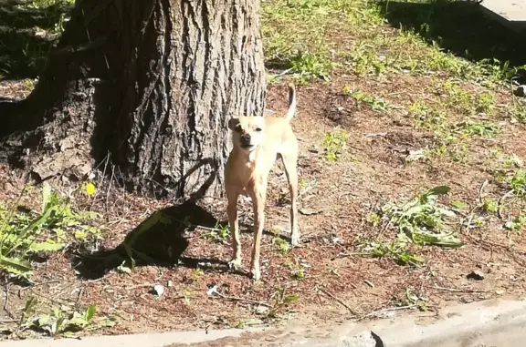 Найдена собака, Москва, фото: Найдена собака на ул. Сталеваров, 14-4-1, Москва