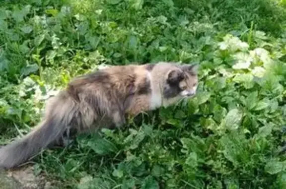 Кошки потеряшки, Москва, фото: Потеряшка пушистая кошка на ул. Свободы, Москва