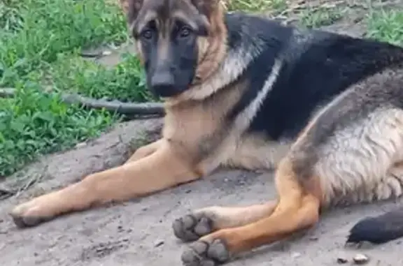 Пропала собака Буля на ул. Солнечная, 12км Ростовского шоссе