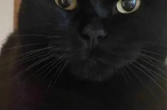 Кошки потеряшки, Санкт-Петербург, фото: Потеряшка чёрная кошка на 10-й Советской, 14!